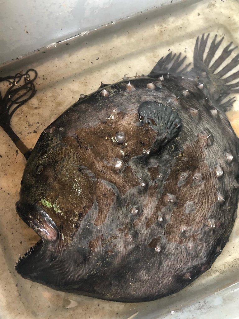 El pez encontrado en costas de California