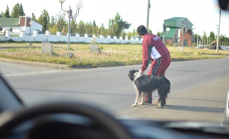 El perro insistía en quedarse parado en medio de la calle.