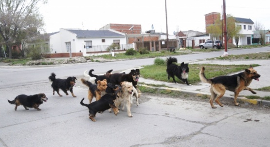 Veterinarios remarcaron que ellos no dan soluciones a las problemáticas