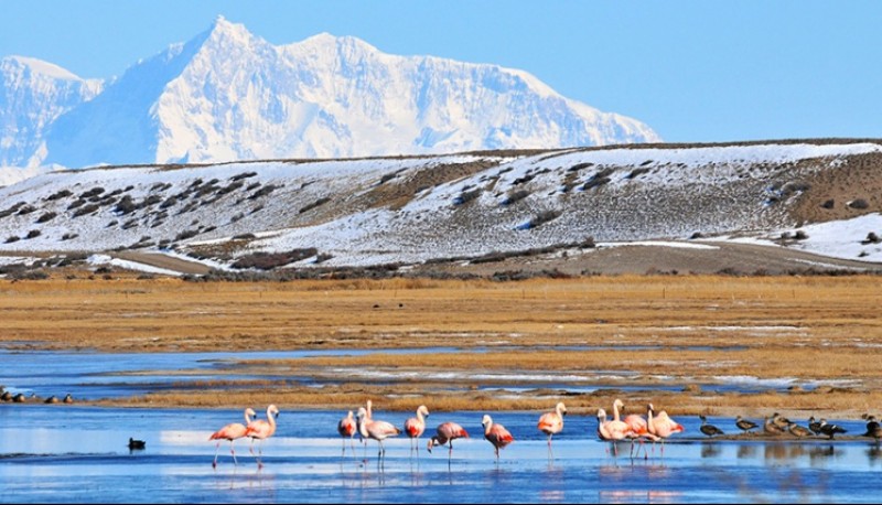 Foto: http://www.florayfaunaargentina.org/patagonia.htm