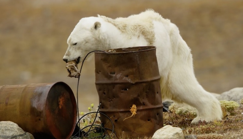 El oso polar buscaba comida en basureros.