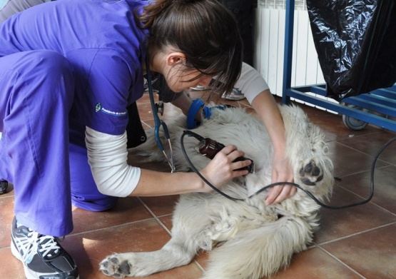 Capacitación para combatir la superpoblación de perros y gatos