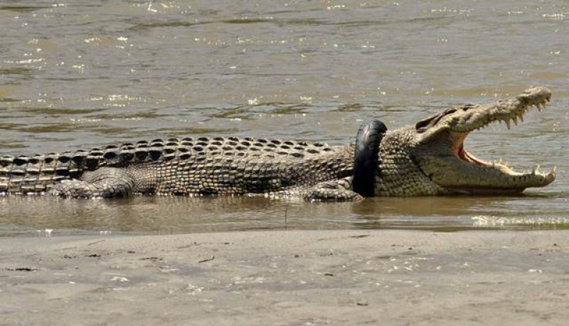 El cocodrilo nada en el río Palu con la rueda alrededor de su cuello (AFP)