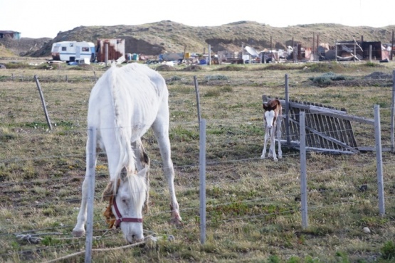 Fotografía de un caballo desnutrido al costado de Asturias 