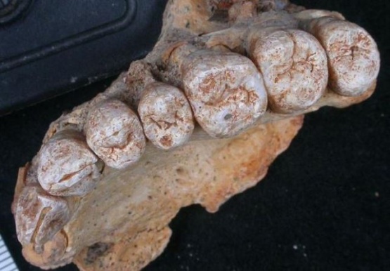 Sorprendente descubrimiento de un fósil cambia la historia de los primeros humanos
