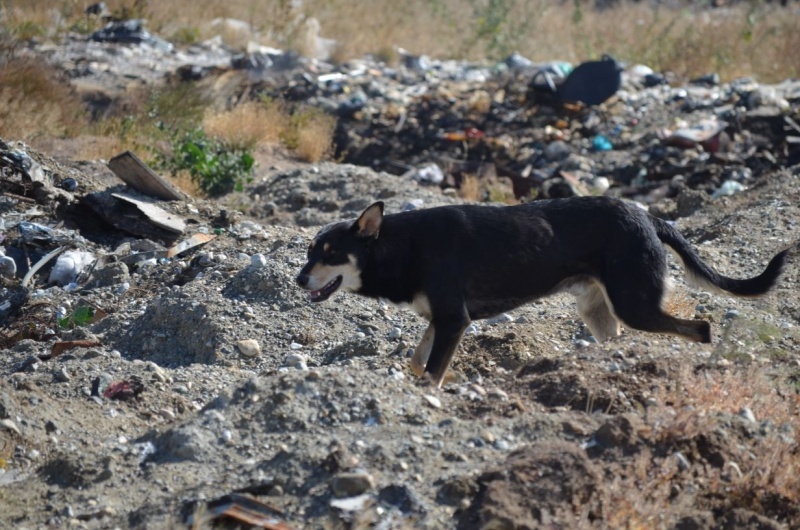 La carne tirada en la fosa.