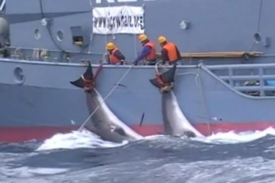 Barcos japoneses mataron 333 ballenas en la Antártida