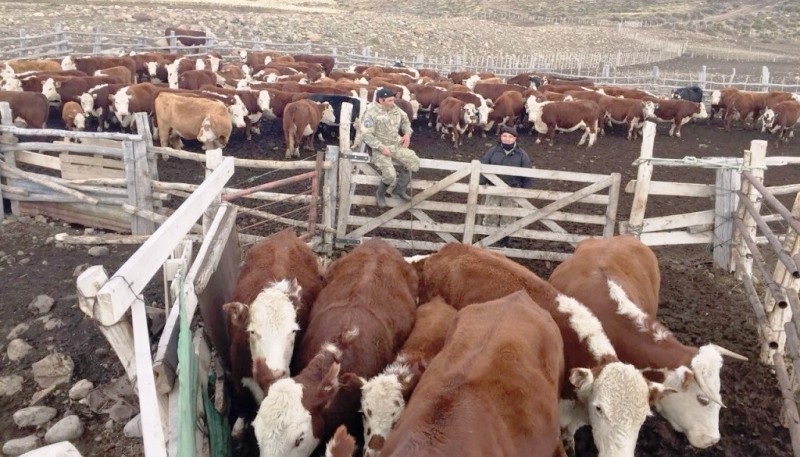 En los animales secuestrados y entregados se contabilizaron 19 animales adultos y 17 terneros.