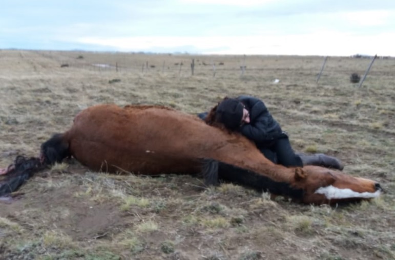 El animal estaba preparado para equino terapia.