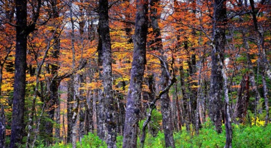 Santa Cruz participa en el Inventario de Bosque Nativo