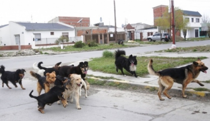 Los perros, un problema común en la ciudad. 