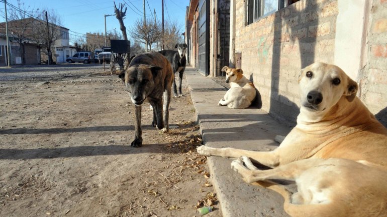 El problema de los perros sigue generando problemas en la ciudad.