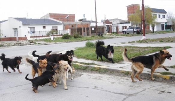 El problema de los perros es una constante en la ciudad. 