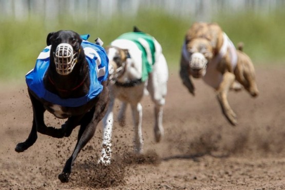 Un galgo ganó con un tiempo extraordinario y descubrieron que había sido drogado con cocaína