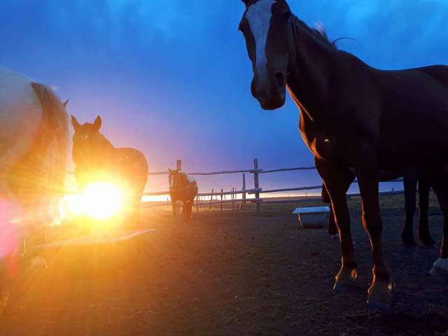 Estos son algunos de los caballos de Daniel.