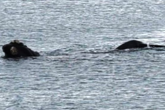 Avistaje de ballenas francas en la costa de Caleta Olivia