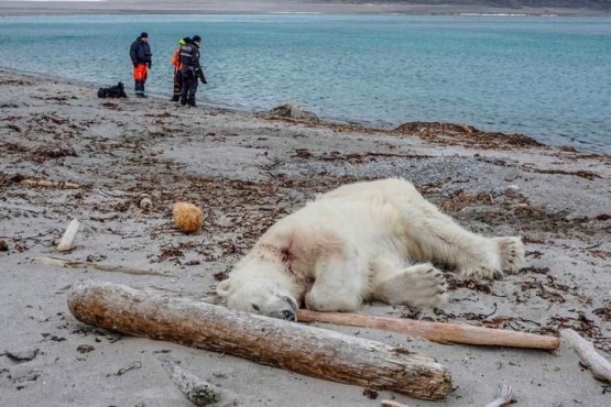 Mataron a un oso polar que atacó a un guía turístico