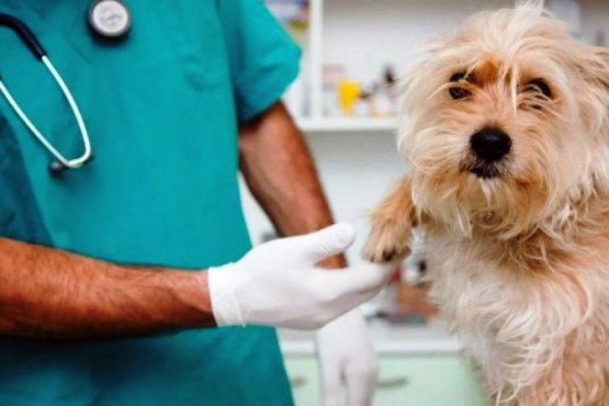 El veterinario es un pilar fundamental para resguardar la salud del animal. 