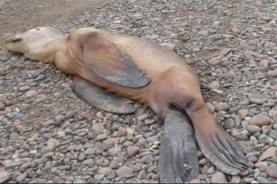 Aparecen lobos marinos muertos en la costa caletense