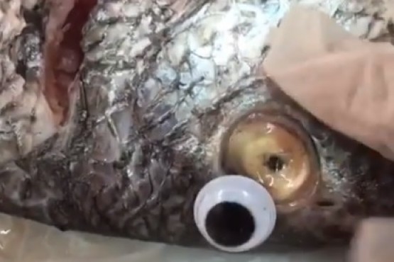 Vendían pescados con ojos falsos para ocultar su mal estado