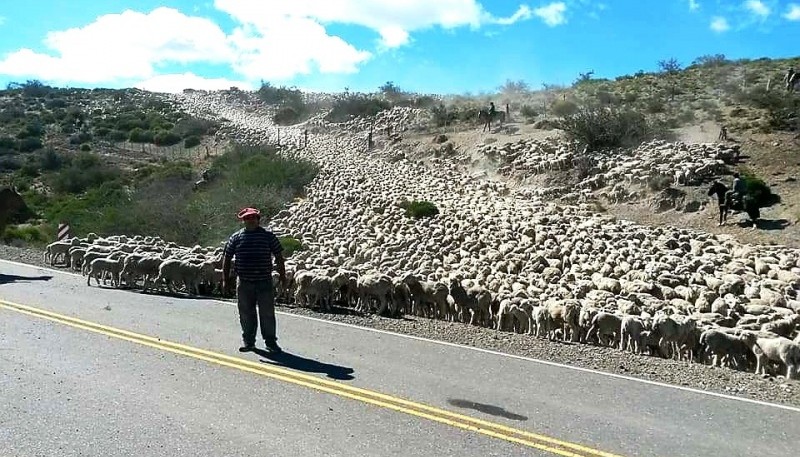 “El 60% o 70% de los productores santacruceños cuentan con la producción de la lana y por eso impactará”