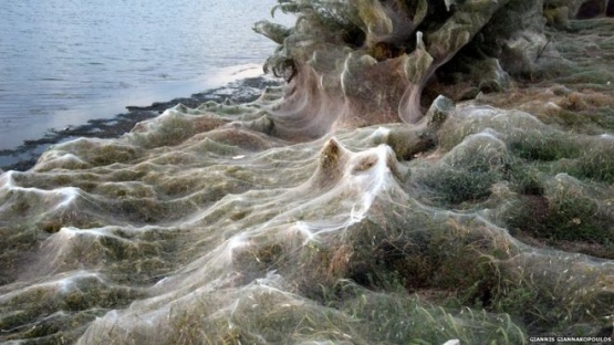 La gigantesca telaraña de 300 metros que cubrió una playa en Grecia