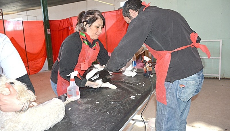 El Operativo Lola prevé la castración de 300 animales durante todo el fin de semana. (C. R)