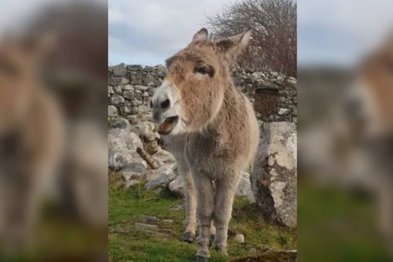 Un burro se convirtió en una promesa como 