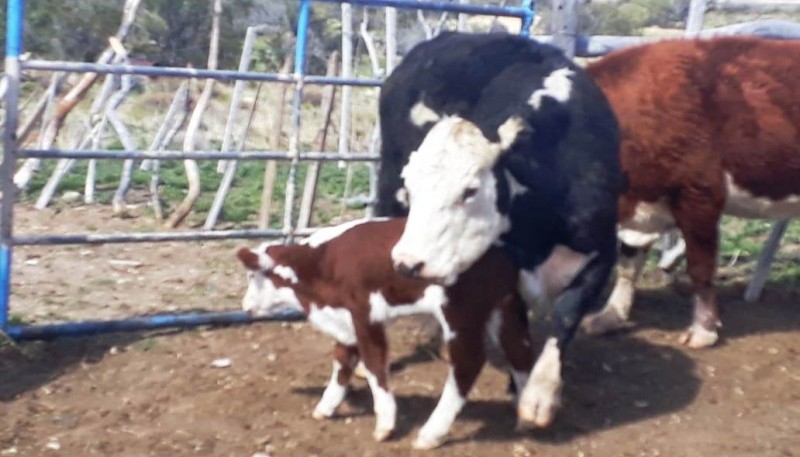 Los policías secuestraron cinco animales y los restantes quedaron en el lugar, como depositario judicial. 