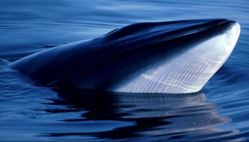 Más de 300 ejemplares de la ballena minke serán capturados por los barcos japoneses.