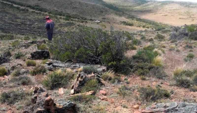 En una zona de mesetas, hondonadas y cañadones fueron hallados numerosos troncos de árboles petrificados, lo que indicaría que hace millones de años hubo un bosque de grandes extensiones.