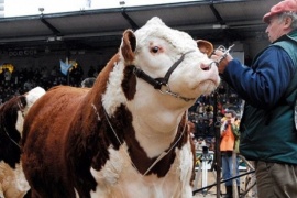 Chile importará genética bovina de la patagonia argentina