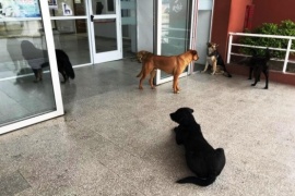 Perros en el Hospital Regional de Río Gallegos