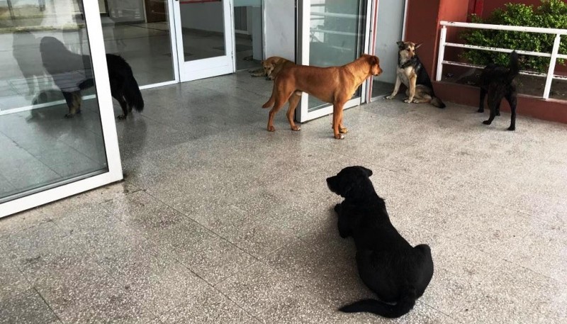 Perros en el Hospital Regional de Río Gallegos