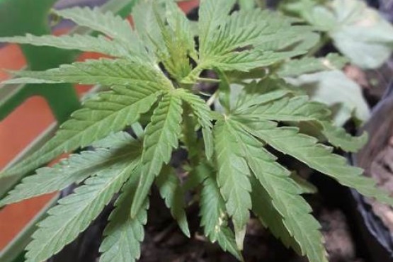 Algunos de los plantines de cannabis sativa que fueron hallados en el allanamiento. 