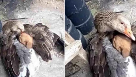 Un pato abrigó con sus alas a un perrito y lo salvó de morir congelado