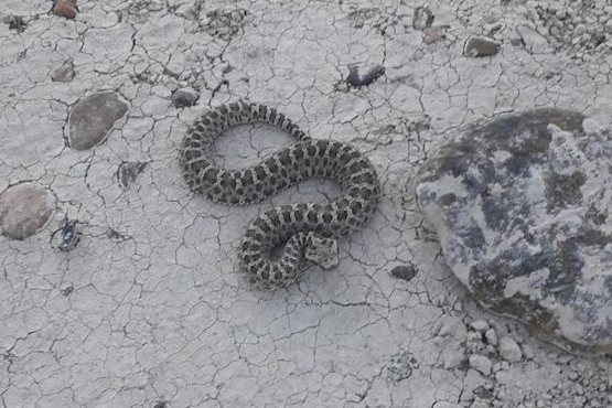 Hallaron otra yarará en el cerro