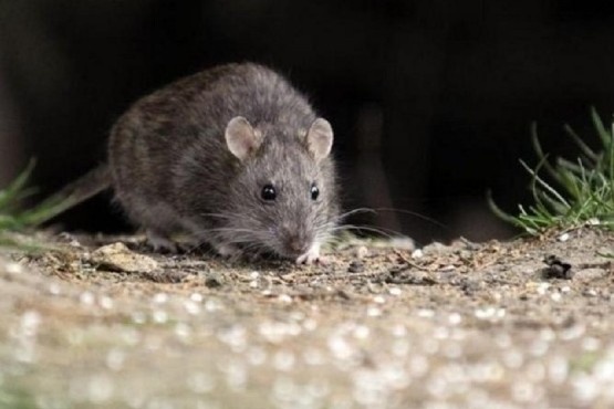 En Epuyén hay 50 personas aisladas por hantavirus