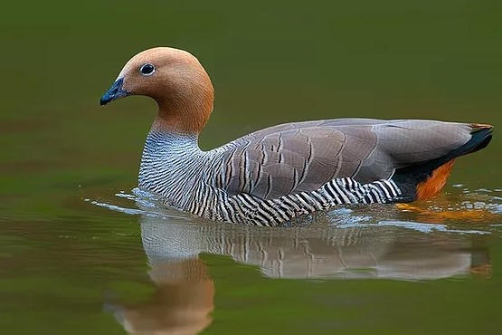 Cauquén colorado: Una especie en peligro crítico de extinción