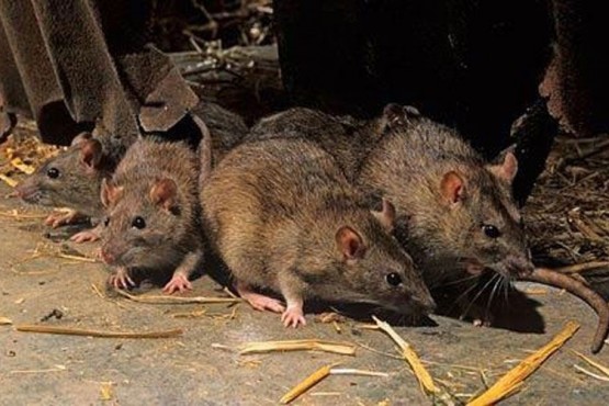 Salud desmintió que haya casos de Hantavirus en Santa Cruz