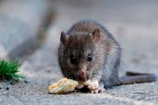 Los pacientes que estaban aislados en Comodoro no tienen hantavirus