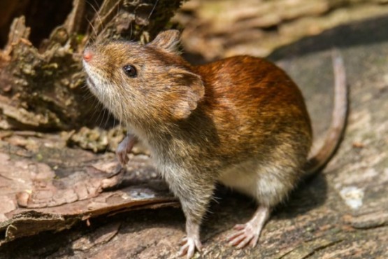 Uno de los aislados por hantavirus se escapó de su casa y fue detenido