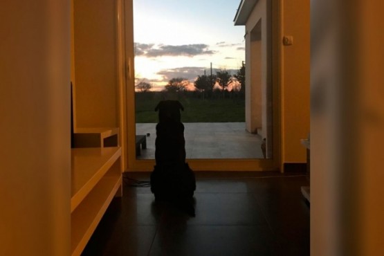Nala, la perra de Emiliano Sala, espera la vuelta del futbolista argentino