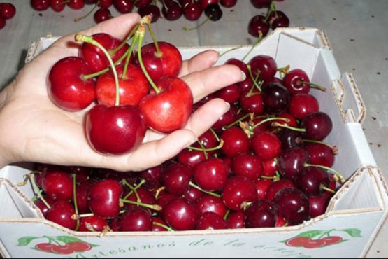 Cerezas patagónicas llegaron a China vía marítima