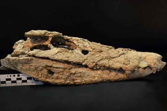 Encuentran esqueleto de cocodrilo que habitó hace 70 millones de años