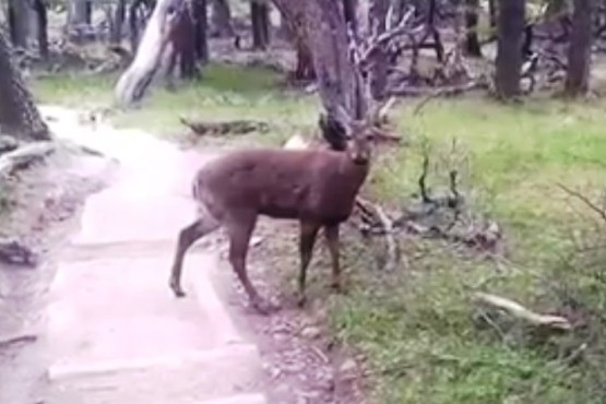 Un huemul fue filmado en el Parque Nacional Los Glaciares