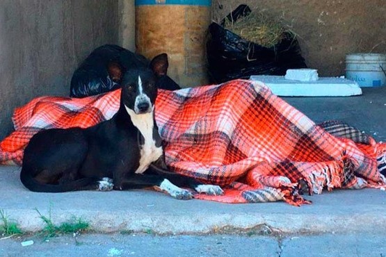 Un perro cuidó el cadáver de un poblador rural que estaba desaparecido en la meseta