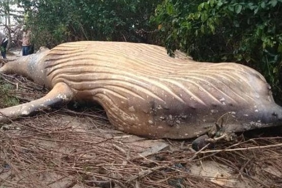 El misterio de una ballena apareció muerta en medio del Amazonas