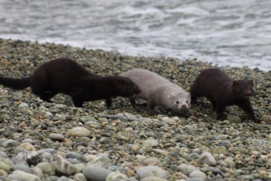 Plan para combatir a un voraz predador que amenaza la fauna autóctona