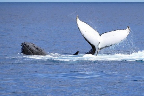 Una ballena se tragó a un buzo y después lo escupió, sano y salvo